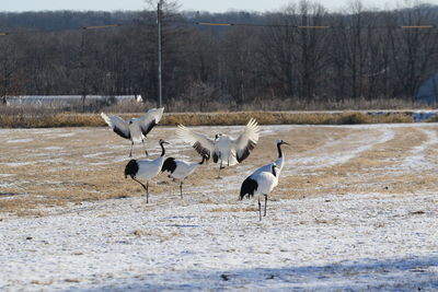 View of birds on snow covered land