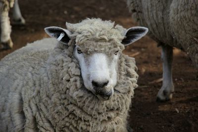 Close-up portrait of sheep