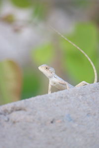 Close-up of a lizard on rock