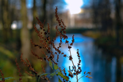 Close-up of flowering plant against trees