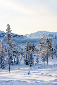 Trees on snow covered landscape against sky