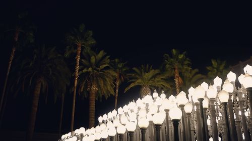 Palm trees at night