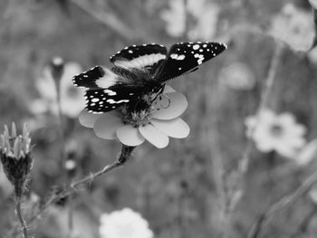 Close-up of butterfly on flower