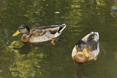 Duck swimming in lake