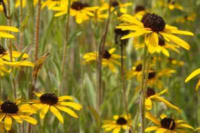 Close-up of yellow flowering plants on field