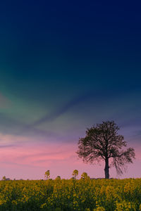 Trees on field against sky during sunset