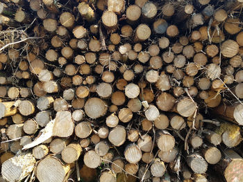 Full frame shot of logs in forest