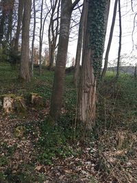 Trees in forest