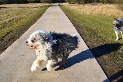 Dog on grass