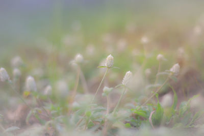 Close-up of white flowering plant