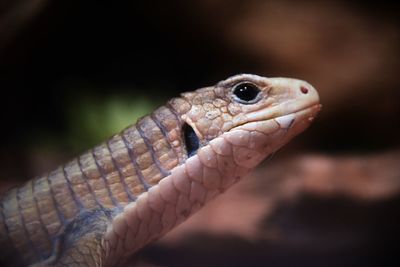 Close-up of lizard