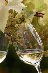 Close-up of beer in glass