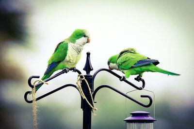 Low angle view of parrot perching on branch against sky