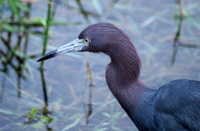 Reddish egret hunting