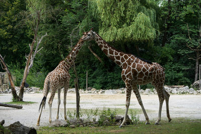 Side view of giraffe in forest