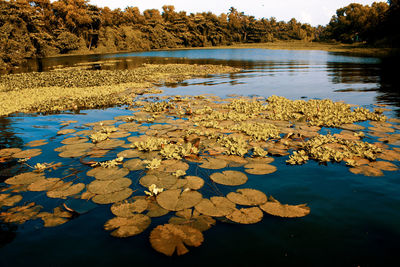 Autumn leaves floating on lake
