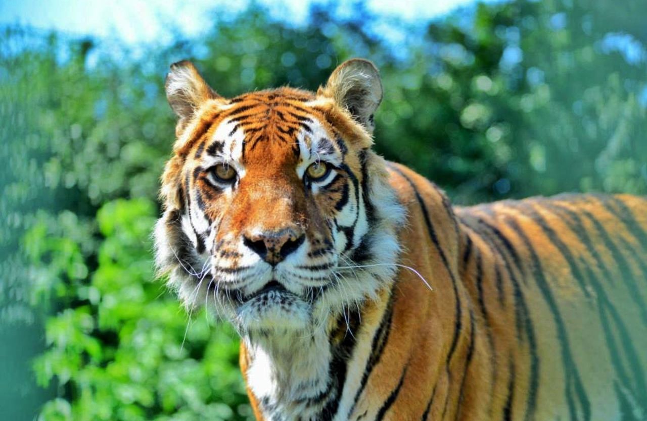 animal themes, one animal, mammal, animals in the wild, wildlife, focus on foreground, animal head, close-up, tiger, portrait, safari animals, looking at camera, whisker, nature, forest, outdoors, day, animal markings, no people, big cat