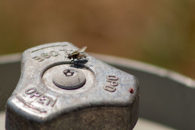 Close-up of bee on metal