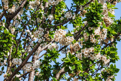 Low angle view of cherry blossom tree