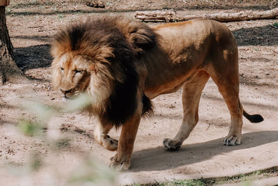 animal
