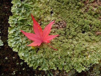 High angle view of maple leaf on water