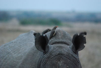 Rhino with bird close up 