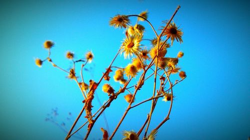 Low angle view of flowers against blue sky