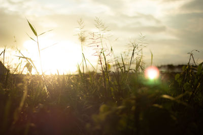 Close-up of grass growing on field against sky during sunset