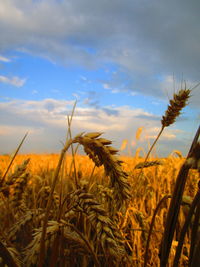 Close-up of stalks in field against sky