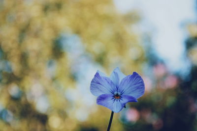 Close-up of purple flower