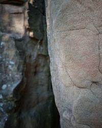 Close-up of tree trunk