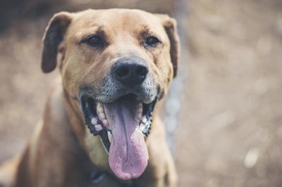 Close-up portrait of dog