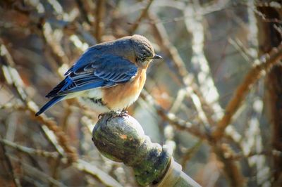 Close-up of bird perching on branch