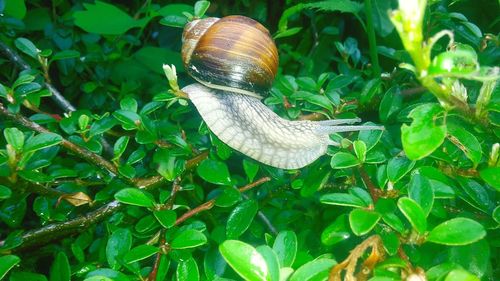 Close-up of snail on plant