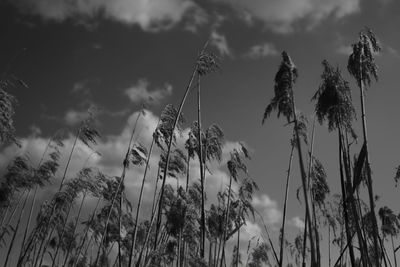 Low angle view of trees against sky