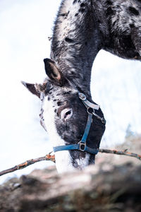 Close-up of a horse