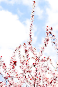 Low angle view of plant against sky