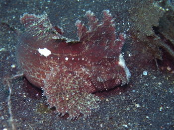 Close-up of starfish in sea