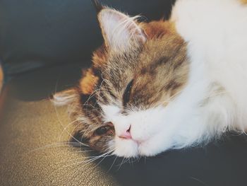 Close-up of cat sleeping