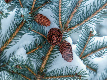 Pine cones in the snow