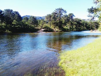 Scenic view of lake in forest against clear sky