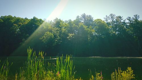 Sun shining through trees