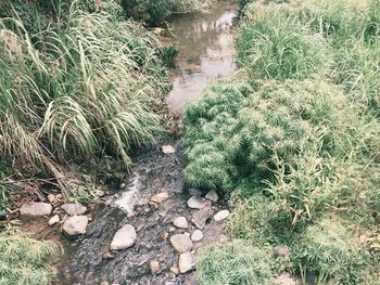 Plants growing in water