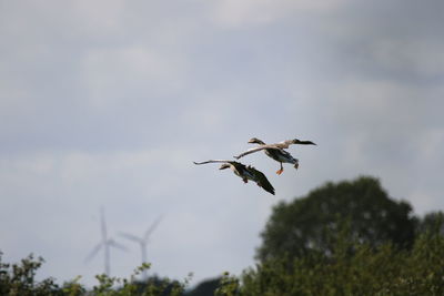 Graylag geese  in the sky