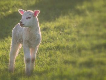 Sheep standing in a field