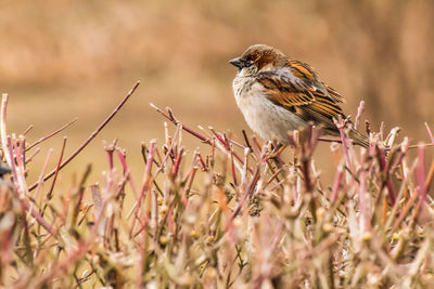 Male house sparrow or passer domesticus is a bird of the sparrow family passeridae