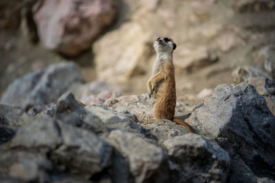 Meerkat looking away while standing on rocks