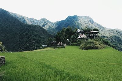 Scenic view of grassy field