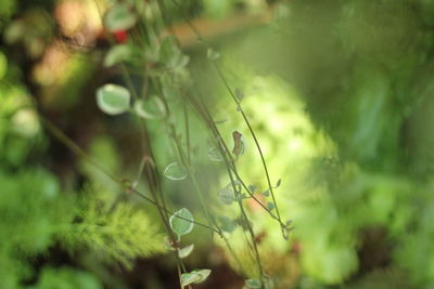 Close-up of plant against blurred background