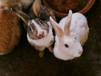 High angle view of rabbits relaxing on floor